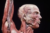 cadaveri expo mostra