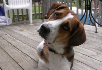 Expo è amica dei cani?