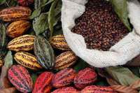 Passeggiata nella giungla all’ombra degli alberi di cacao: Cluster del Cacao e del Cioccolato