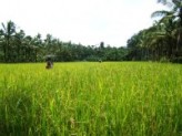 Paesaggi di riso: una passeggiata fra le risaie nel Cluster Riso